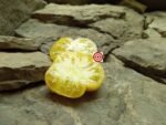 Gail Yellow Tomato