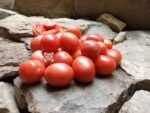 German Lunchbox Heirloom Tomato