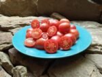 German Lunchbox Tomato
