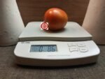 German Queen RL Beefsteak Tomato