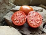 German Queen RL Tomato