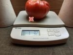 Giant Italian Tree Triple L Crop Tomato