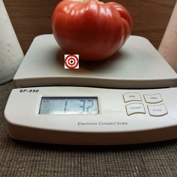 Giant Italian Tree Triple L Crop Tomato