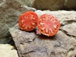Girthmire's Pride Red Tomato