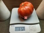 Goat Bag Tomato - Image 2