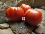 Goat Bag Tomato