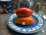 Goats Sac Tomato