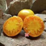 Gold Brooks Tomato