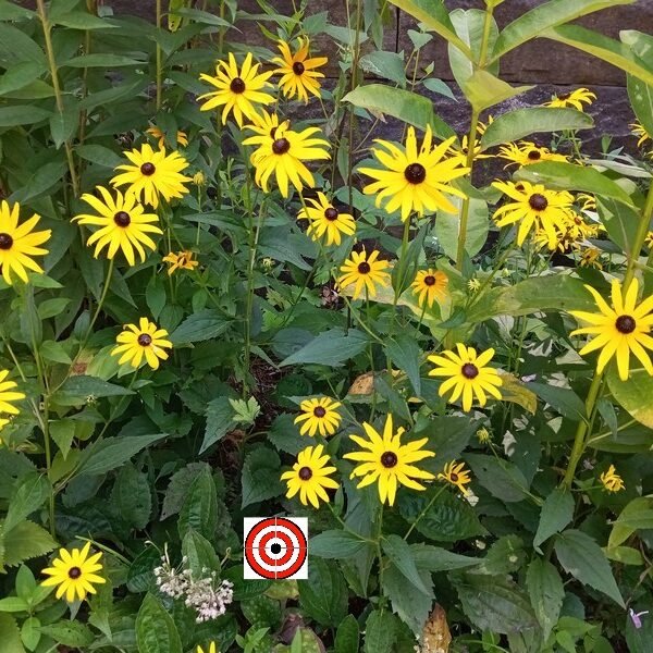 Goldstrum Flower