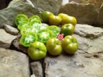 Grandpa Gary's Green Dwarf Tomato - Image 4