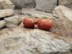 Dwarf Grape Nehi Tomato - Image 11