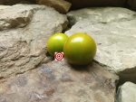 Green Brandy Tomato - Image 4