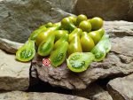 Green Pear Tomato