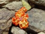 Red Habanero Pepper - Image 2