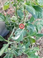 Haley's Rainbow Dwarf PL Tomato - Image 3