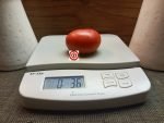 Haley's Rainbow Dwarf PL Tomato