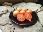Haley's Rainbow Tomato Seeds
