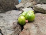Hatho Tomato Heirloom tomato.