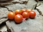 Hawaiian Cherry Salad Tomato