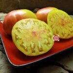 Hazel Mae Large Tomato