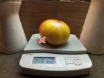 Hazel Mae Tomato