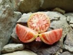 Depp's Pink Firefly Tomato - Image 5