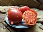 Giant Italian Tree Triple L Crop Tomato - Image 3