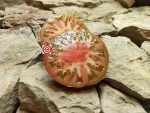Heirloom Tomato Negro De Sequene Tomato