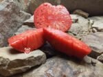Heirloom Tomato Rico di Parma Tomato