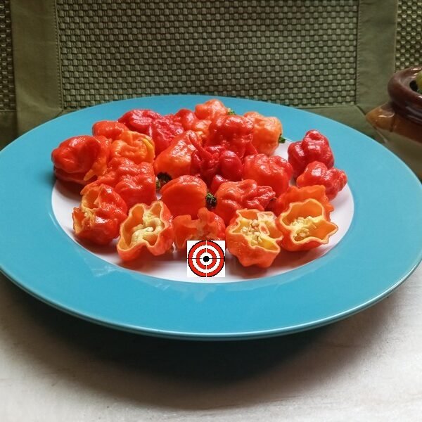 Red Habanero Pepper