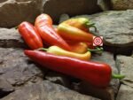 Hot Banana Pepper - Image 3