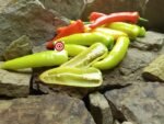 Hungarian Hot Wax Pepper