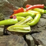 Hungarian Hot Wax Pepper