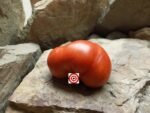 Iceberg Tomato