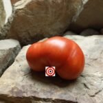 Iceberg Tomato