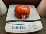Iceberg Tomato Seeds