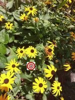 Indian Summer Flower - Image 2