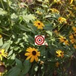 Indian Summer Flower