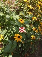 Indian Summer Flower