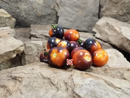 Indigo Rose Tomato