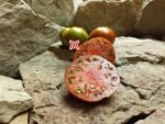 Irish Stripes bicolored Tomato
