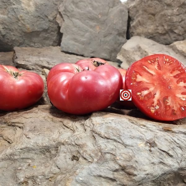 Isbell's New Big Dwarf Tomato