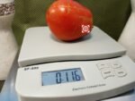 Italian Stallion Tomato Paste Tomatoes.