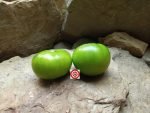 Dwarf Jade Beauty Dwarf Tomatoes