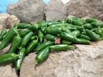 Jalapeno Pepper - Image 4