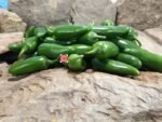 Jalapeno Pepper - Image 2