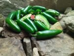 Jalapeno Pepper - Image 3