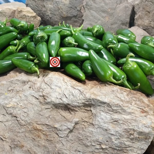 Jalapeno Pepper