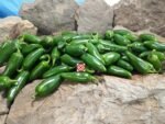Jalapeno Pepper - Image 6