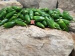 Jalapeno Pepper - Image 10
